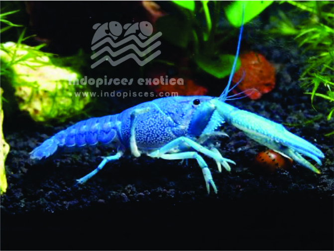 Blue Lobster Guinea